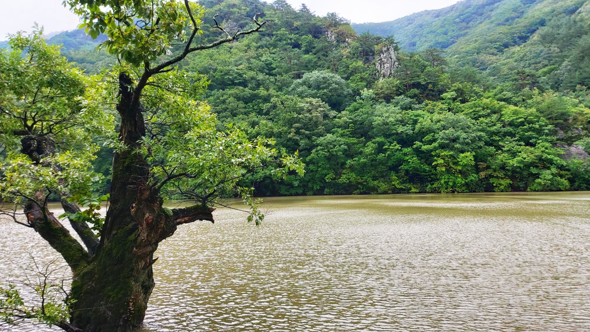 경북 청송군 주산지 왕버들