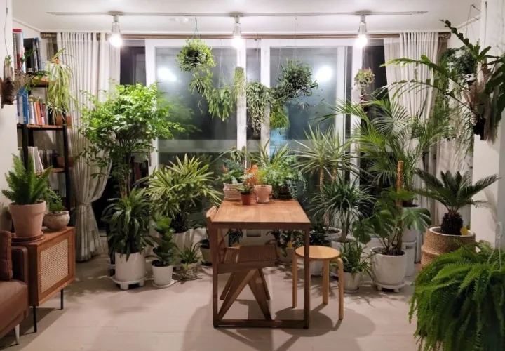 플랜테리어 거실 식물배치 물주기 습도관리 초보 인테리어 팁_6