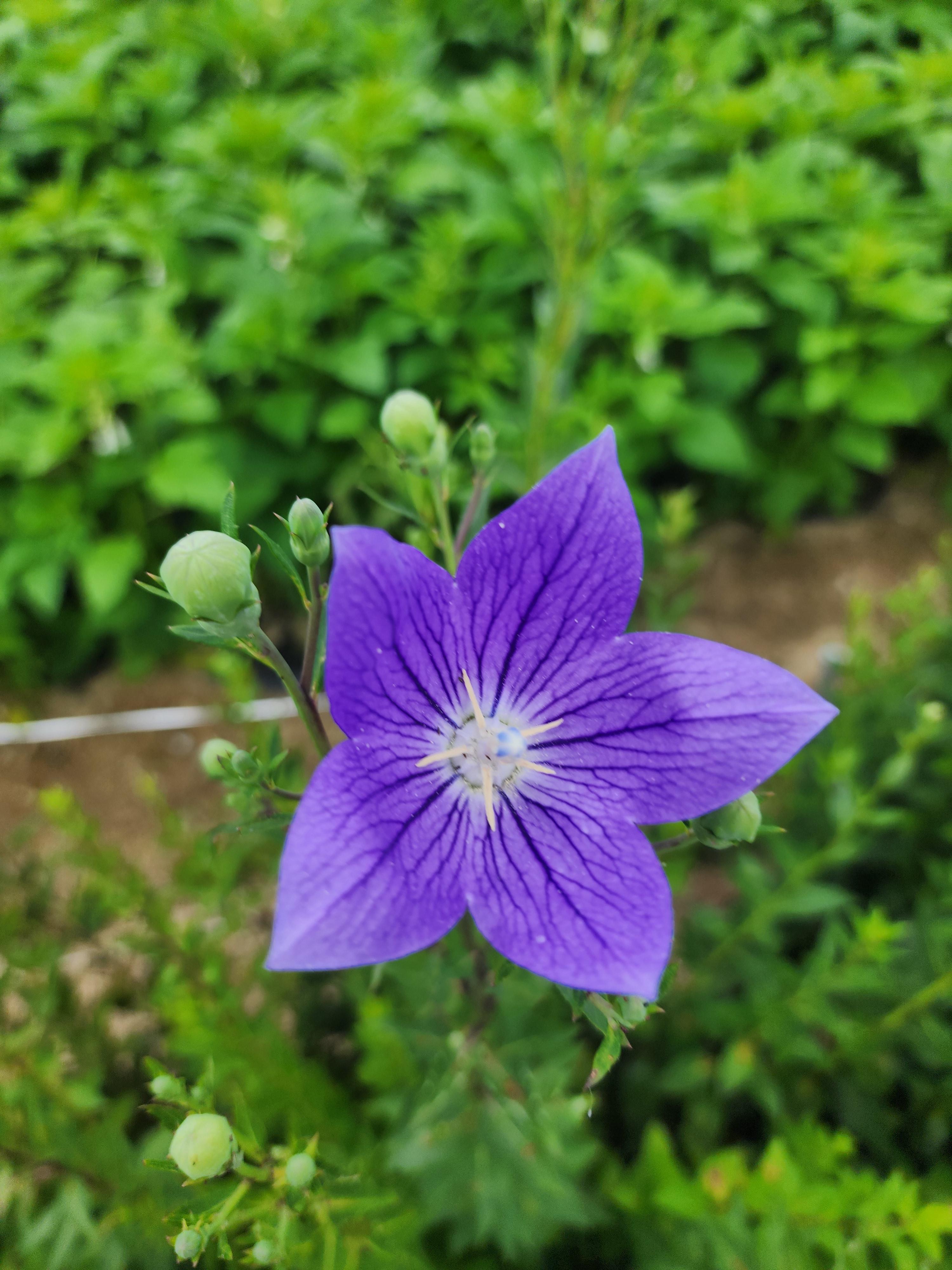 잊혀진 꽃, 도라지 - 뿌리에 숨은 진심의 이야기