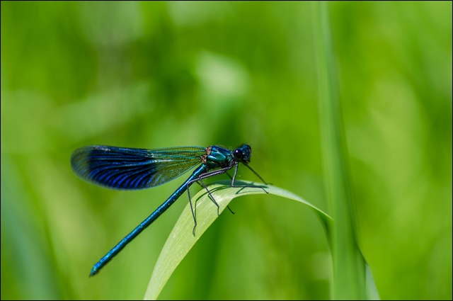 러브버그 퇴치방법 5가지 공유