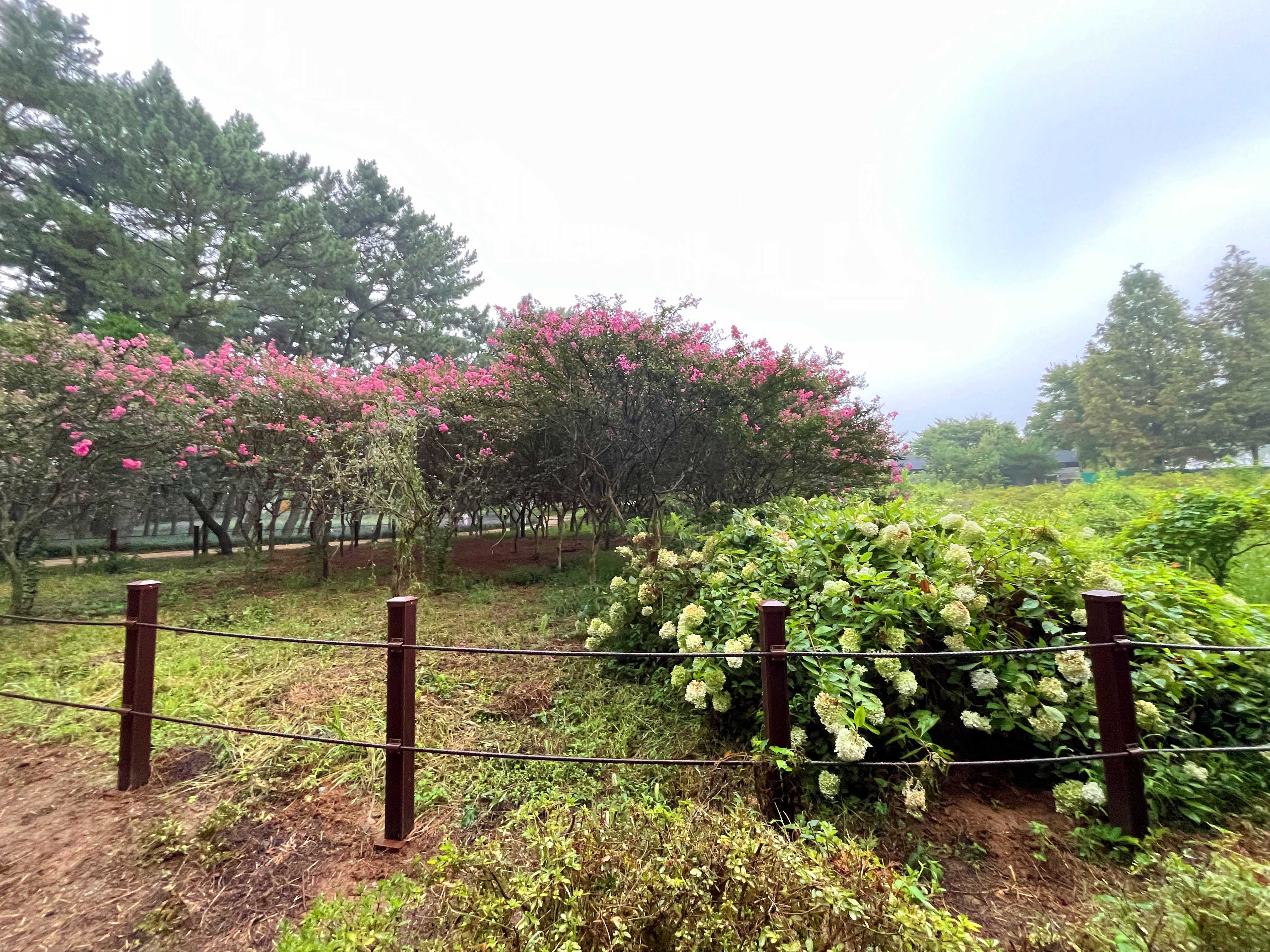 장항 맥문동 축제