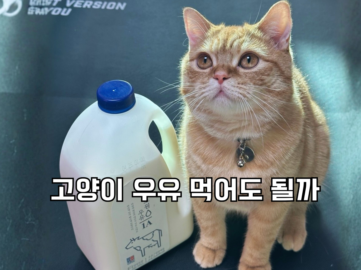 블로그 포스팅 대표 이미지. '고양이 우유 먹어도 될까'라는 텍스트와 함께 큰 사람용 우유통 옆에 앉아있는 치즈 고양이(뽀리)의 모습. 고양이 일반 우유 급여 시 주의점을 설명하는 썸네일.
