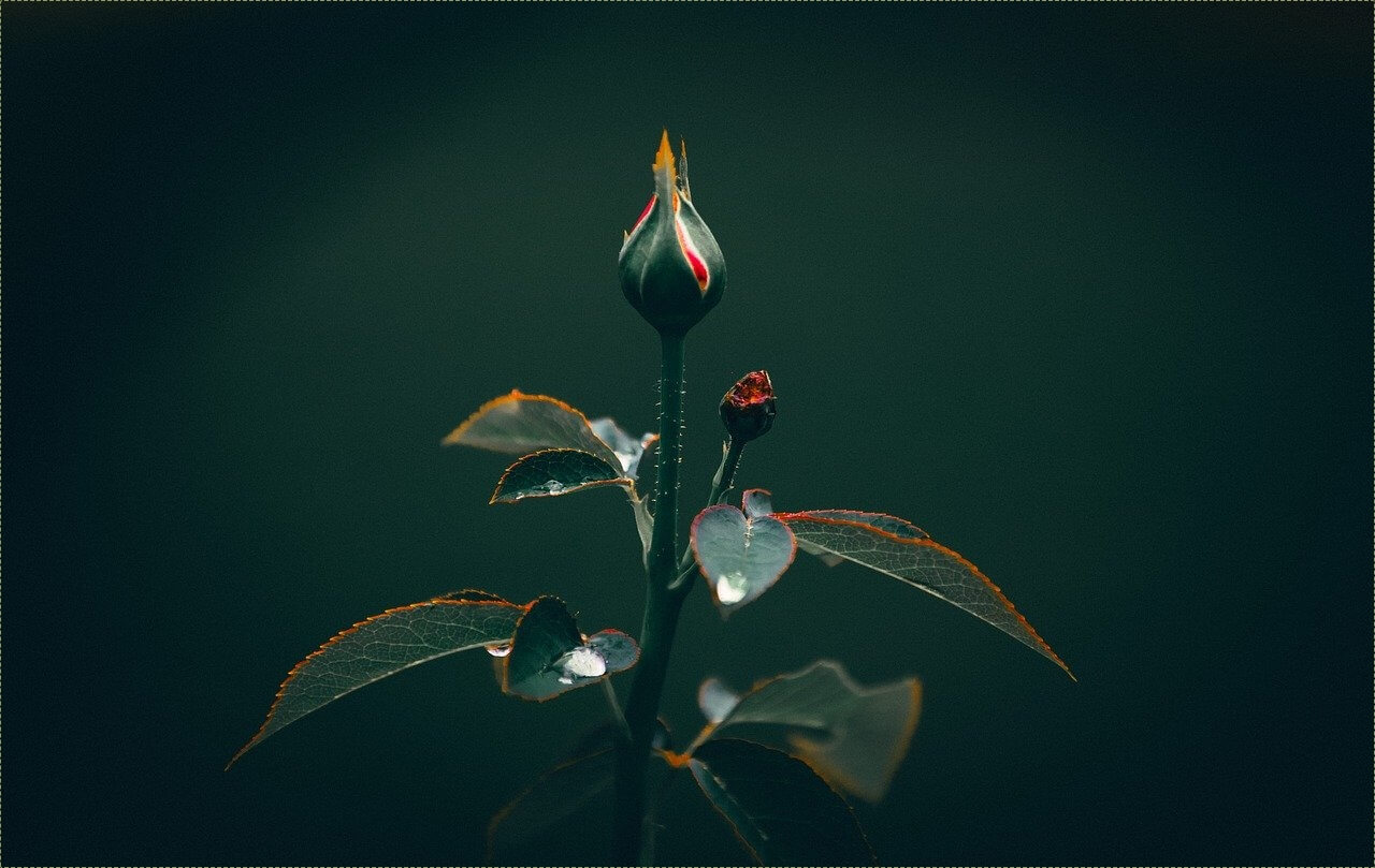 메가커피 창업비용