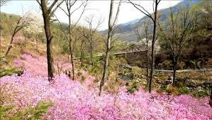 2025년 화담숲 3~4월 이용안내 오픈날짜&amp;#44; 주차정보&amp;#44; 즐길거리 등