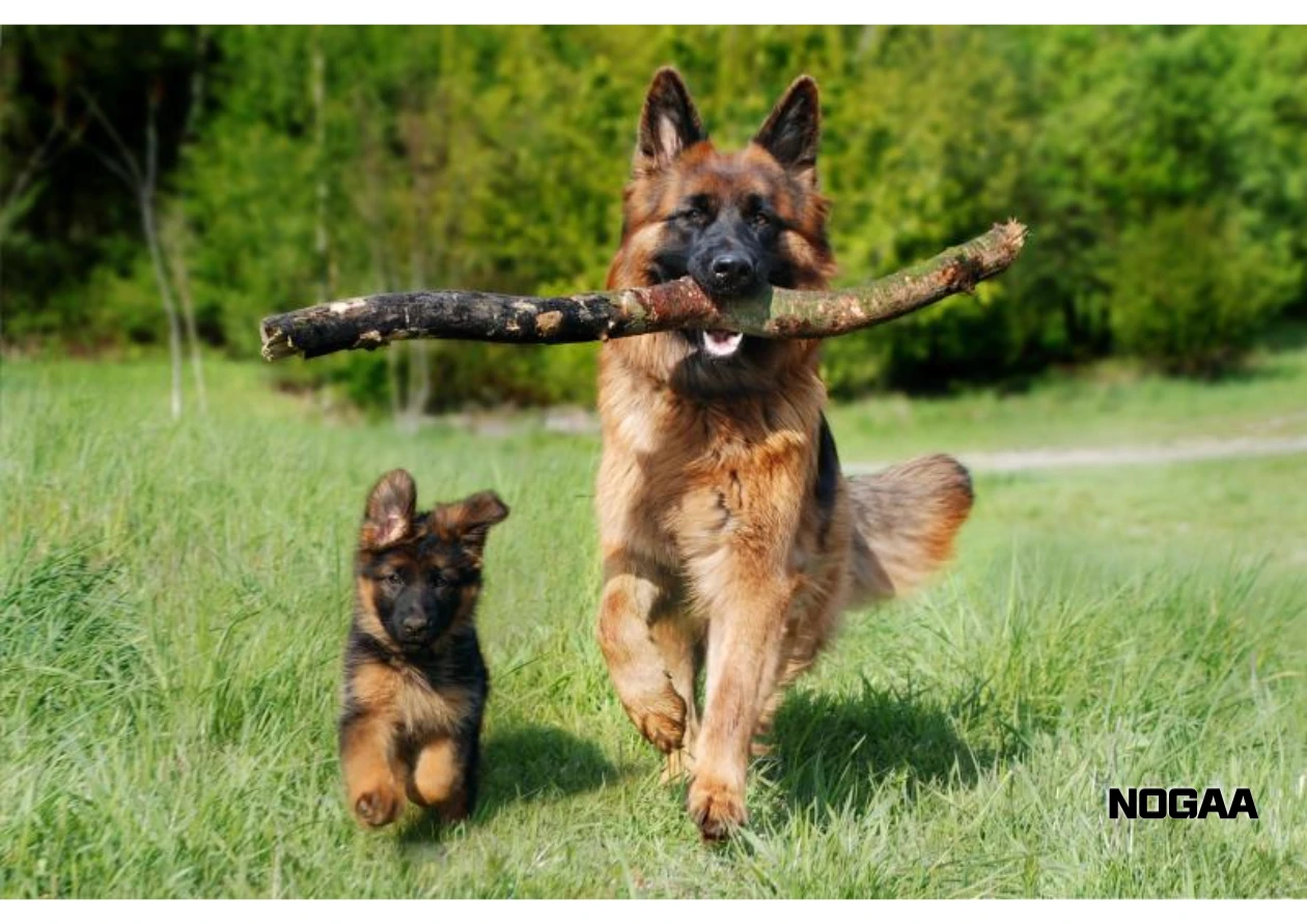 반려동물 보유세 - 도입 배경과 목적