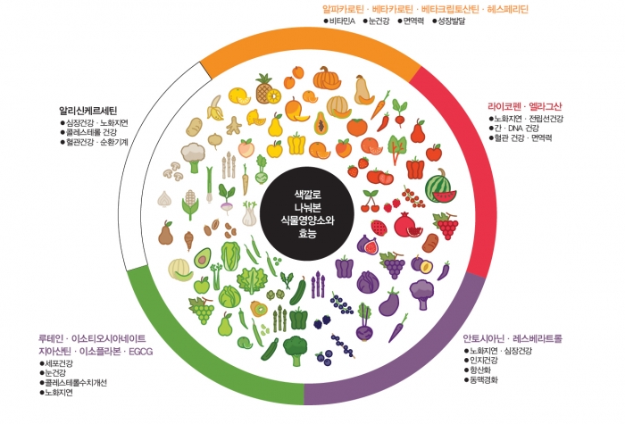 alt=" 여름철에 섭취해야 할 파이토케미컬이 풍부한 식품:
