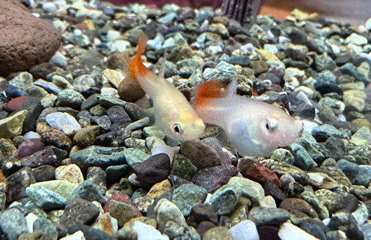 구피 투입과 적응