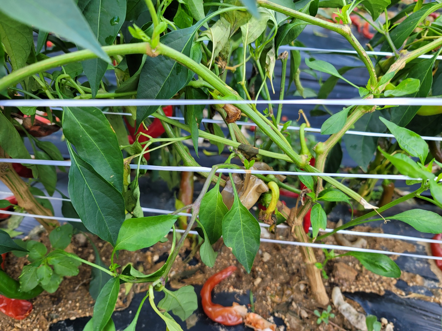 고추병충해 종류 사진 방재, 역병 탄저병 바이러스병 풋마름병