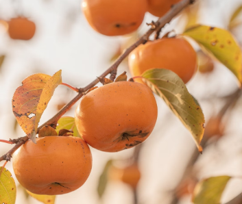 대봉감 보관방법