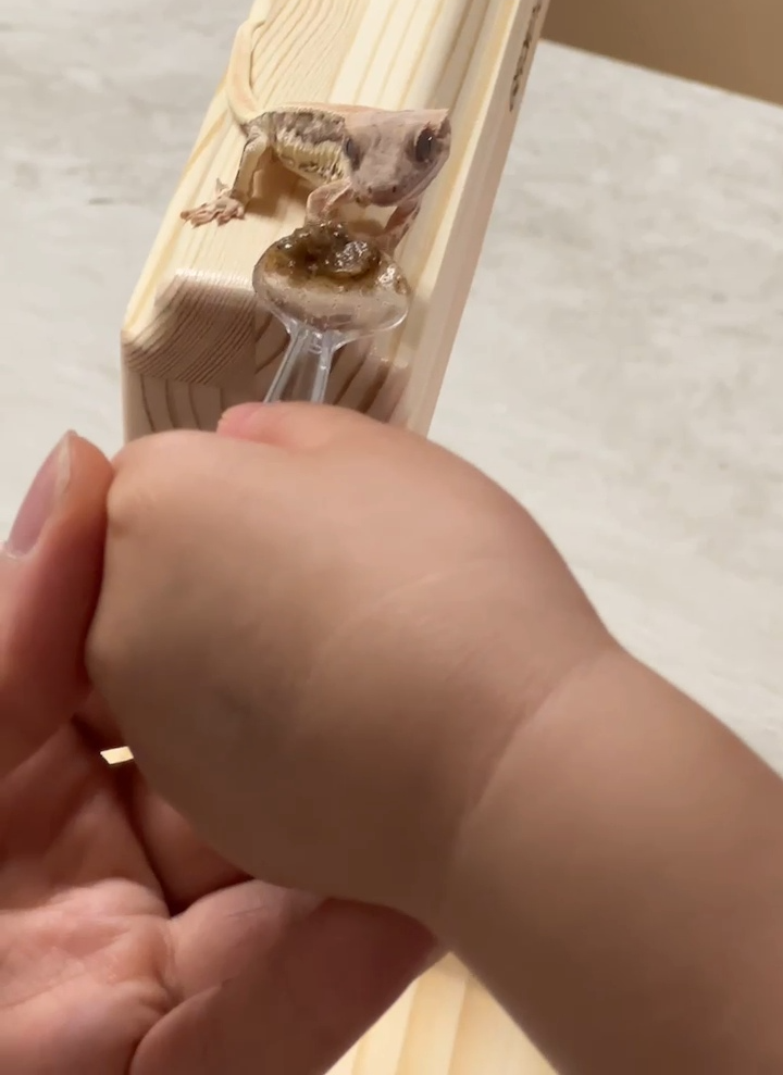 큰-딸과-같이-크레에게-급여-피딩-중