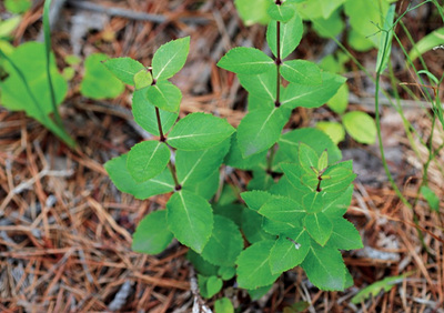 도라지 잎과 줄기 사진