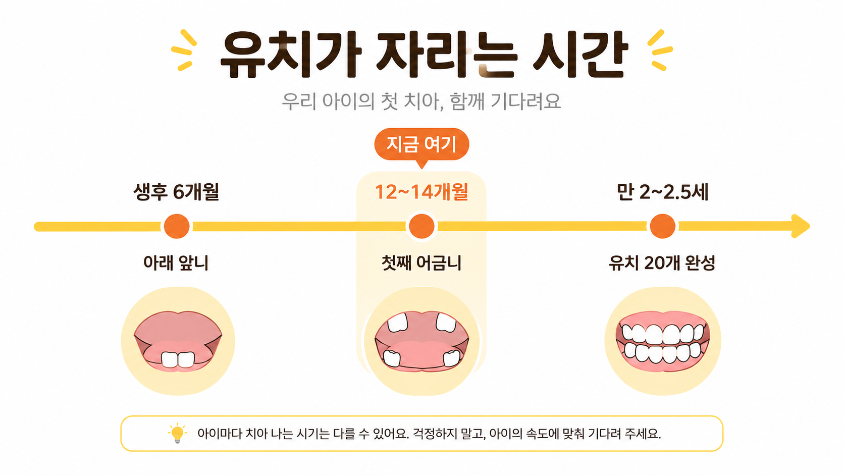생후 6개월부터 만 2.5세까지 유치 맹출 타임라인