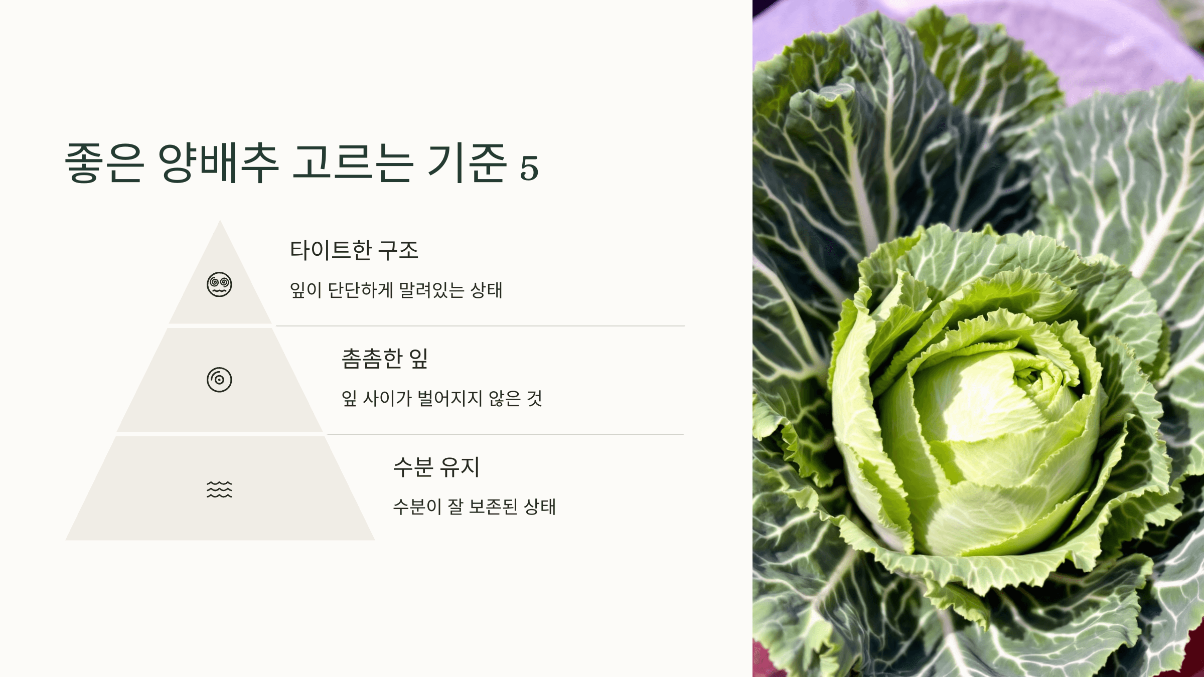 양배추 사진입니다.