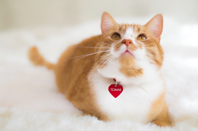 빨간 하트 모양의 네임플레이트를 내리고 있는 고양이