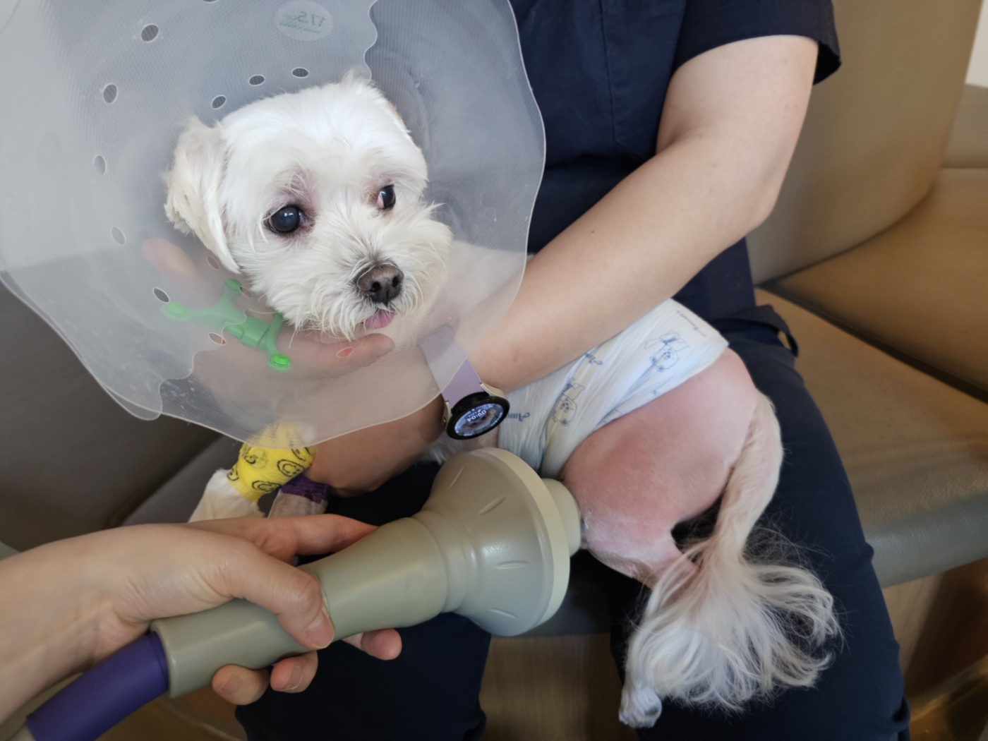 반려견 관절 관리 사진