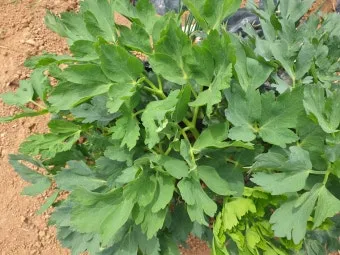 방풍나물 재배 모종 심기 바람막이 설치 생육 관리_5