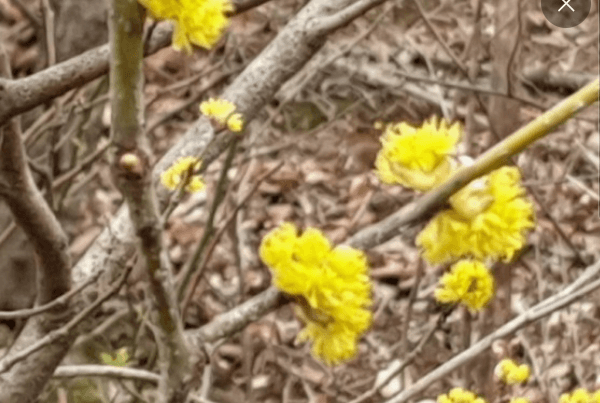 생강 나무 꽃 열매 뿌리 효능 생강 차 만들기