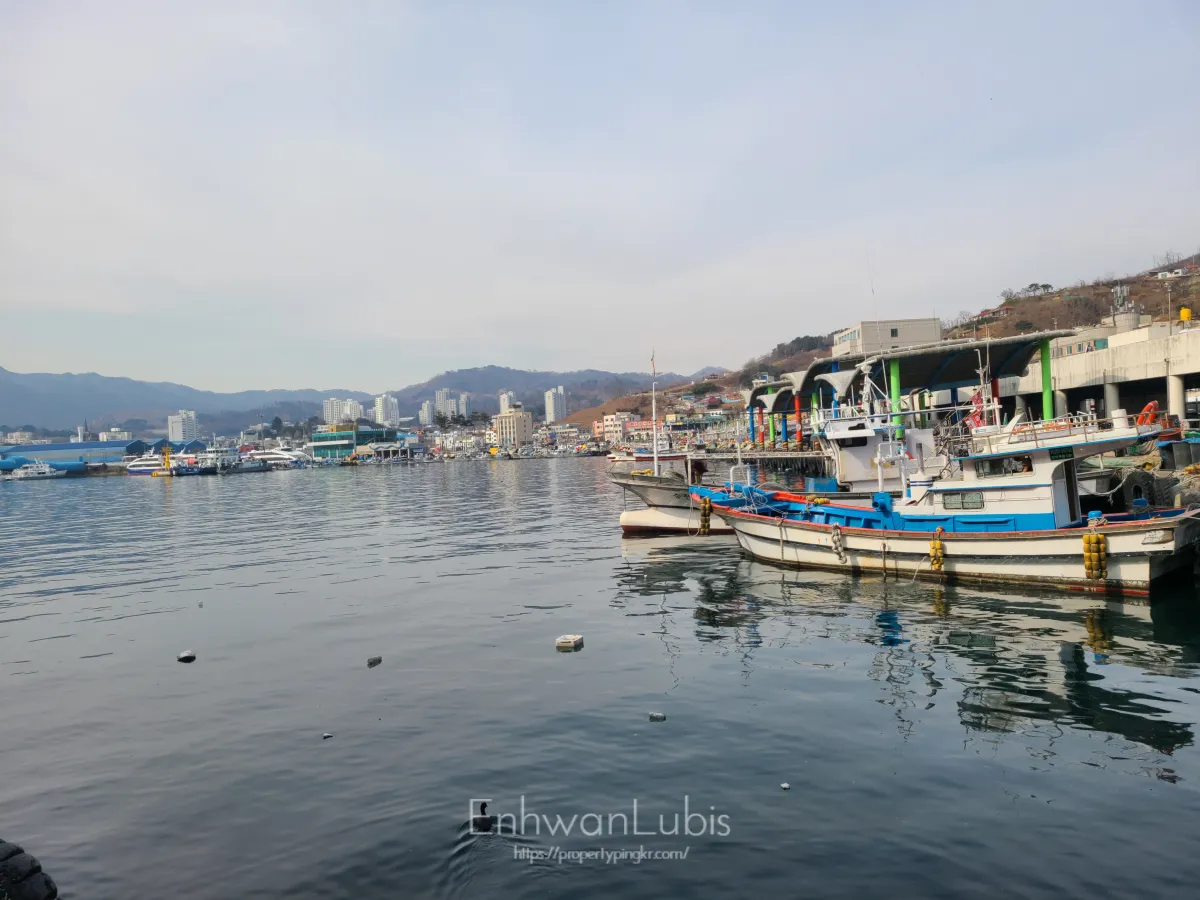 묵호항-항구에-배들이-줄지어있고-항구-주변에-건물들이-서있다.