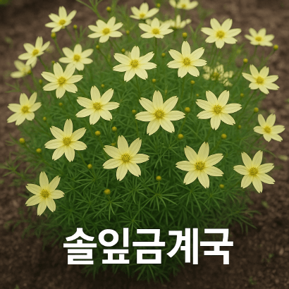 솔잎금계국 '문빔'의 정원 매력
