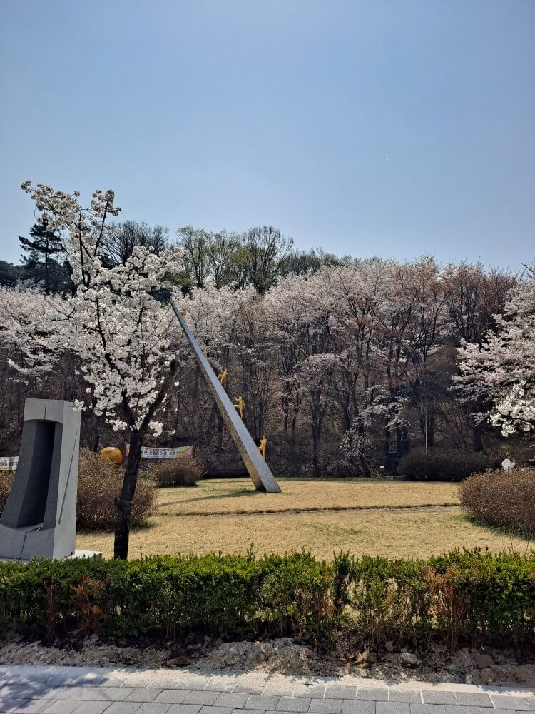 이천설봉공원벚꽃