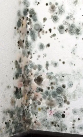 장마철 곰팡이 제거방법 꿀팁 정리 완벽 가이드_14