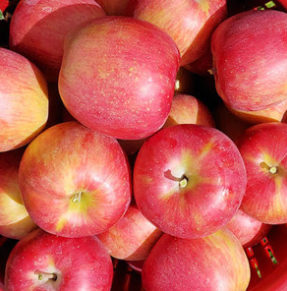 경북 문경 주흘영산 길매농원 사과