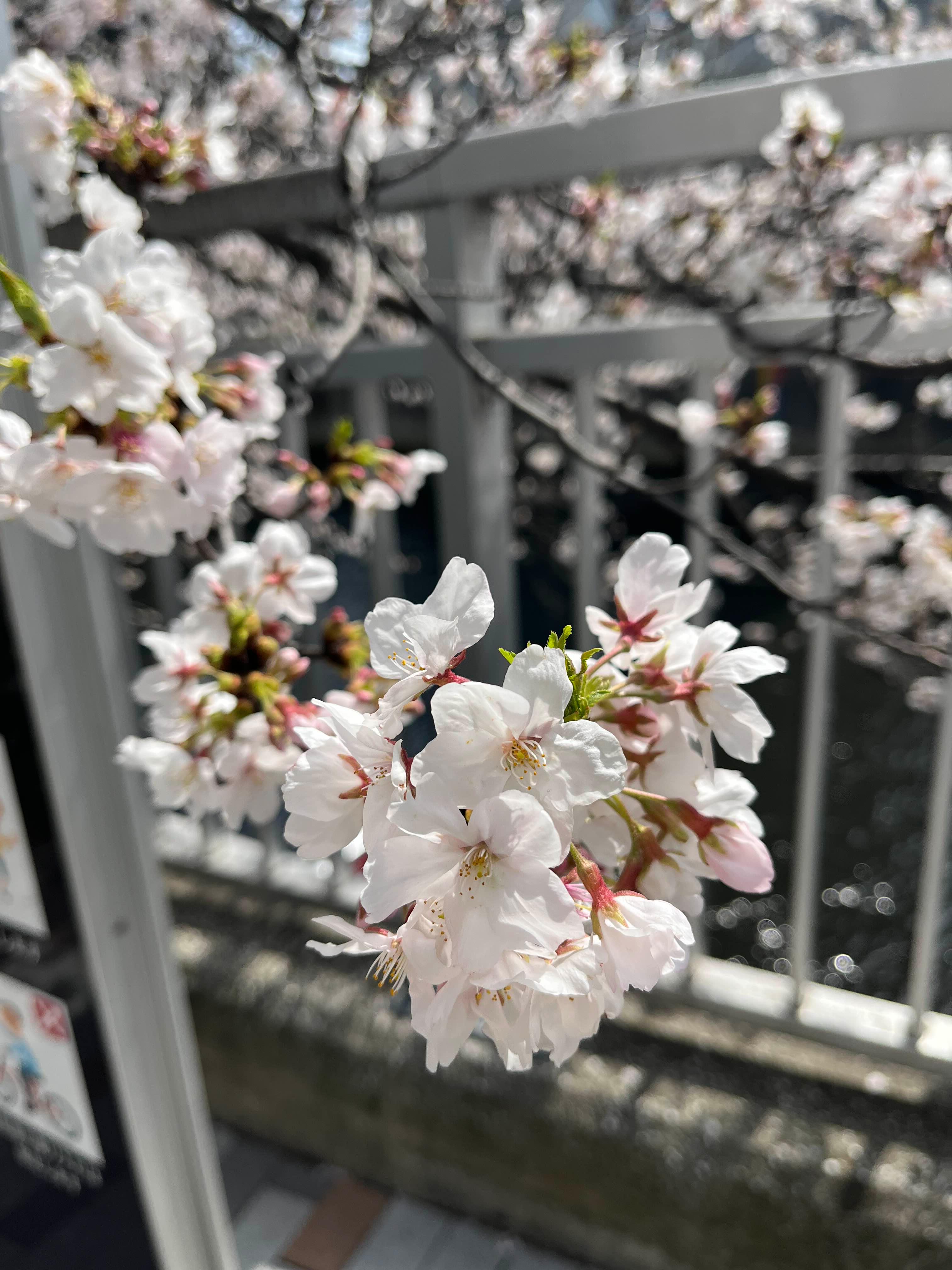 메구로강 벚꽃 산책