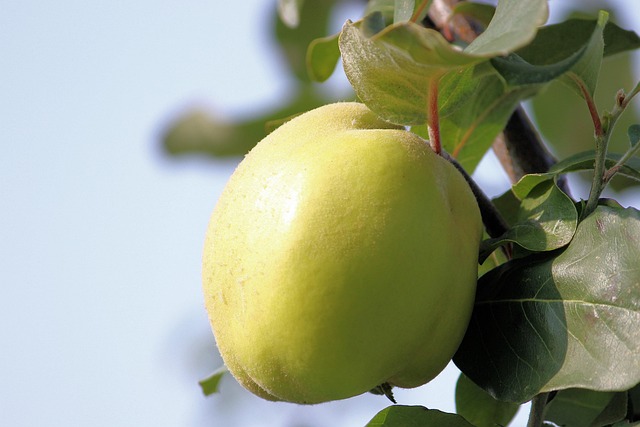 모과에 담긴 전통의 성질과 기운의 의미