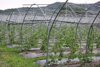 여주 재배 그늘 관리 수분 공급 여름 고온 대책_6