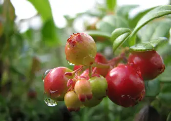 링곤베리 효능 및 영양소, 가격