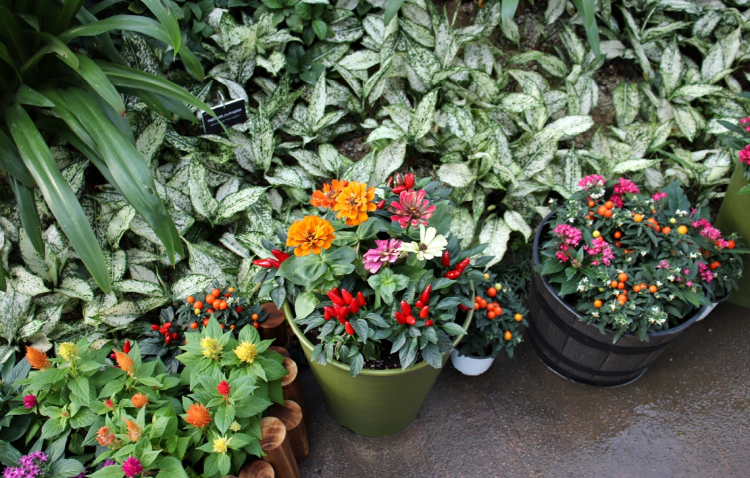 부천호수식물원 수피아