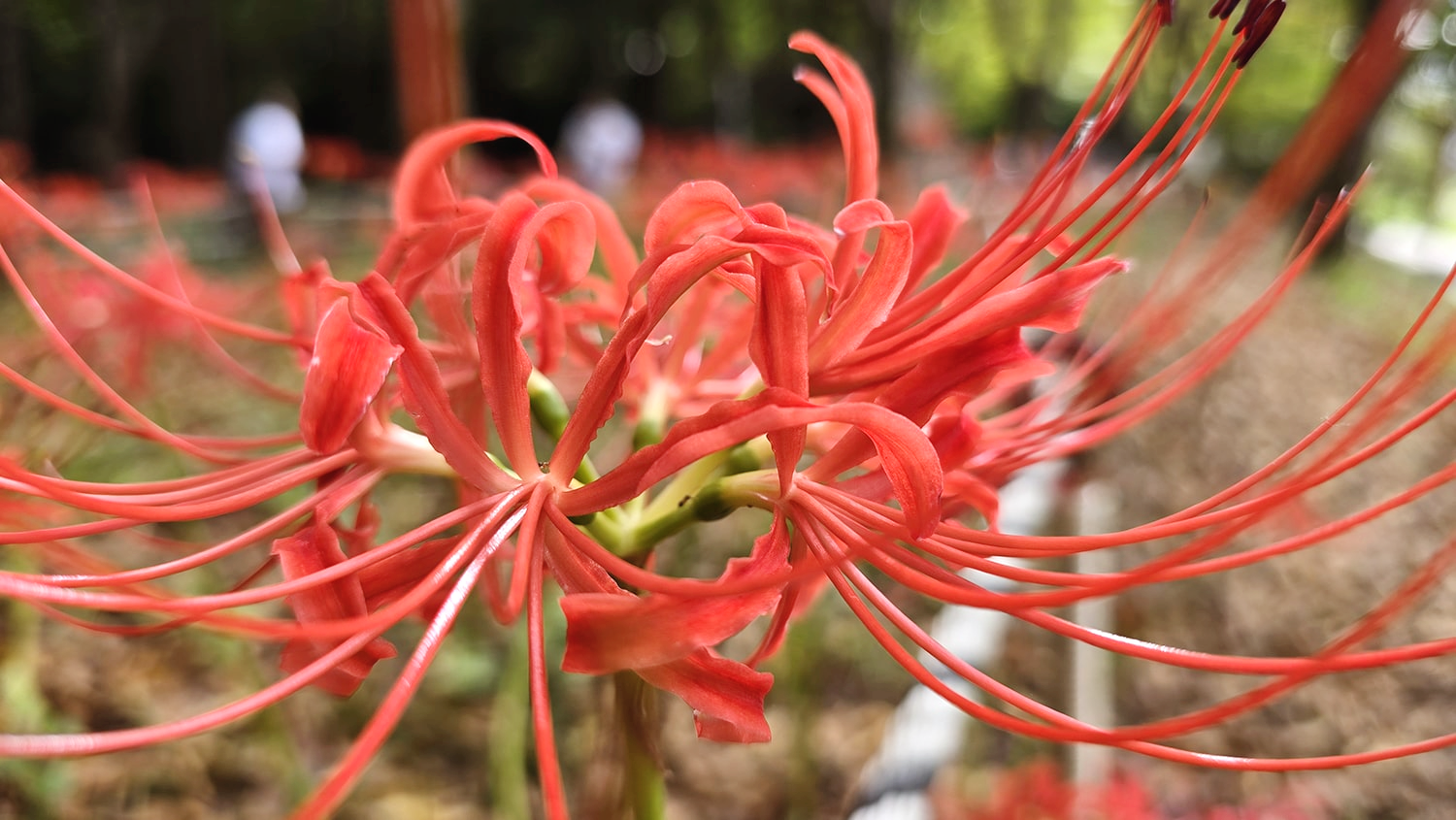 분당 중앙공원 꽃무릇12