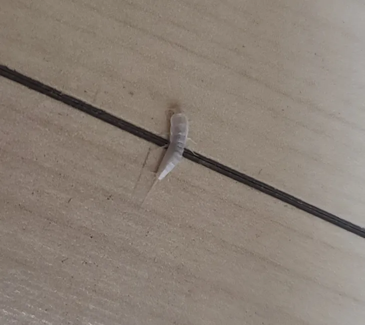 좀벌레 생기는 원인과 퇴치법 하얀벌레 제거 방법_9