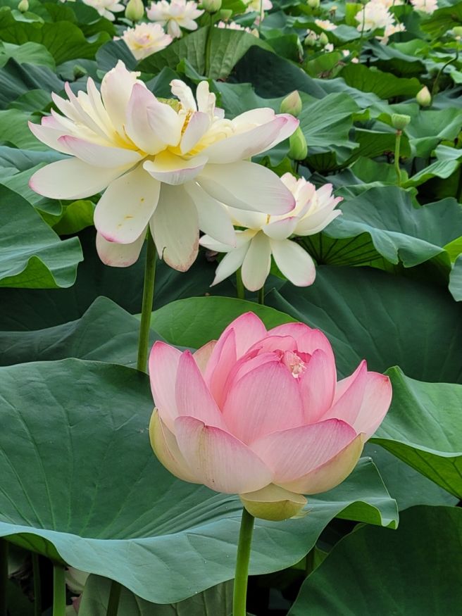 세미원 연꽃축제와 양평 가볼만한 곳 추천