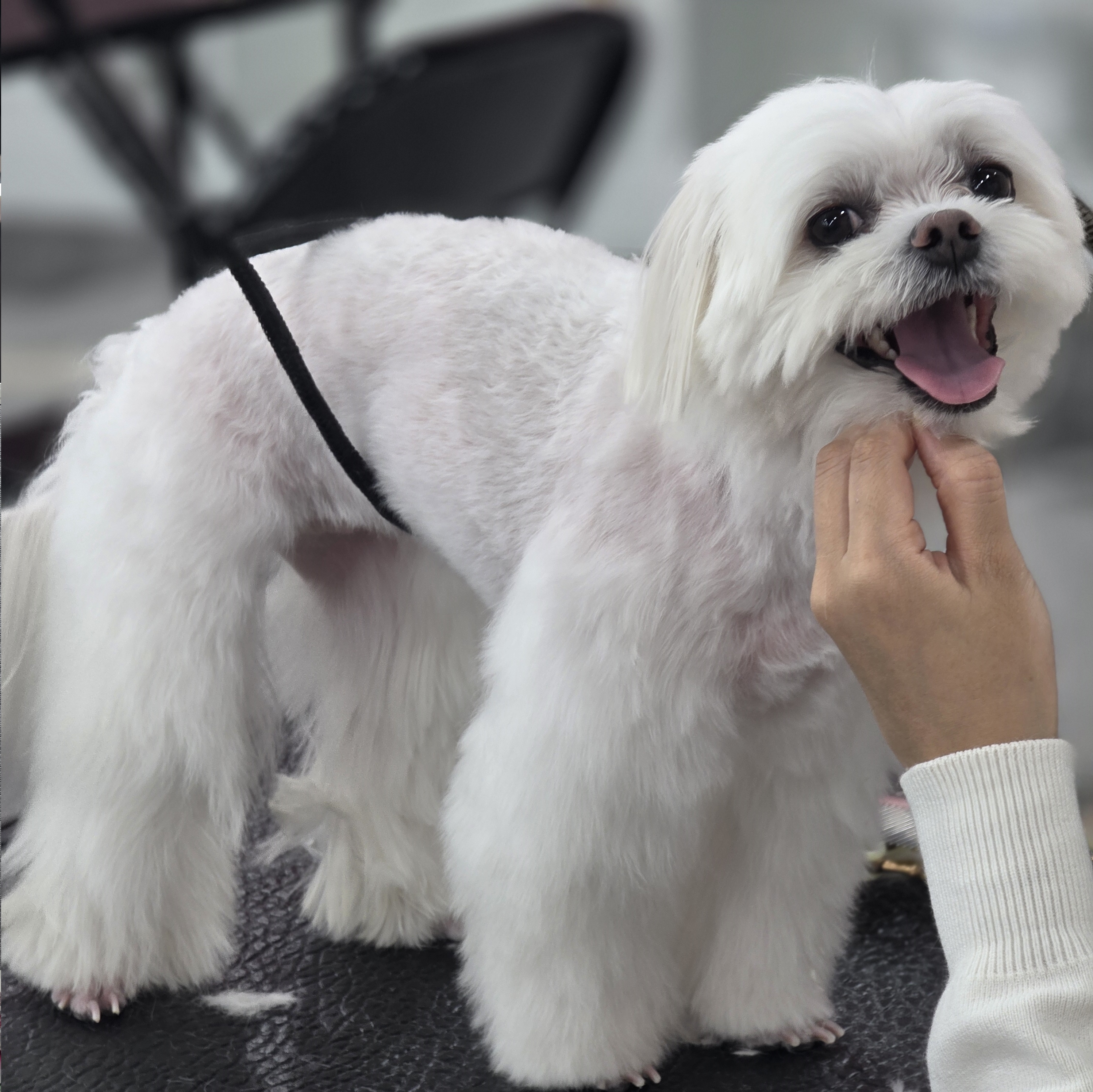 수완지구애견미용국비지원