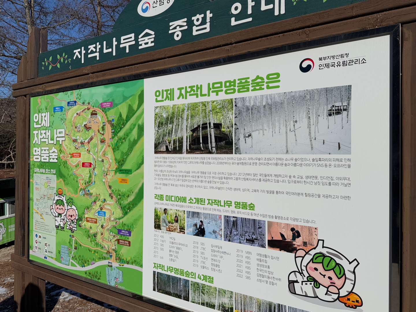 인제 자작나무숲