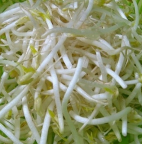 숙주나물의 효능 부작용 요리 고르는법