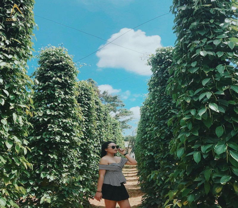 푸꾸옥 후추농장