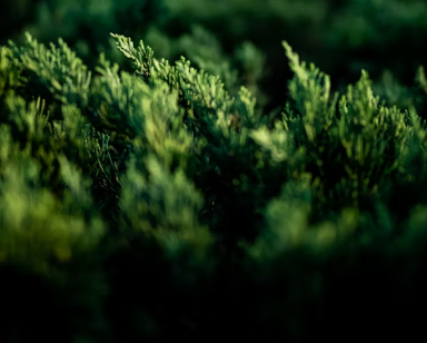 조경기능사에 대하여 알아보기