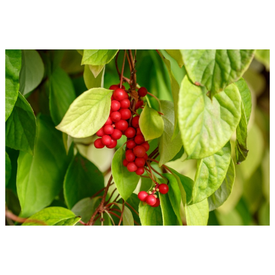 오미자청과 관련된 사진입니다.