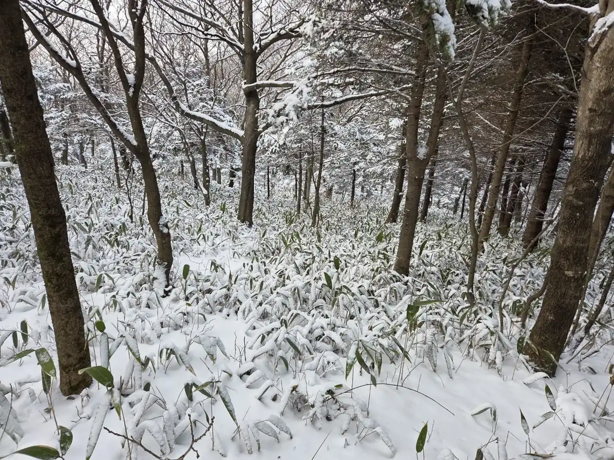겨울 산속 고요한 산길