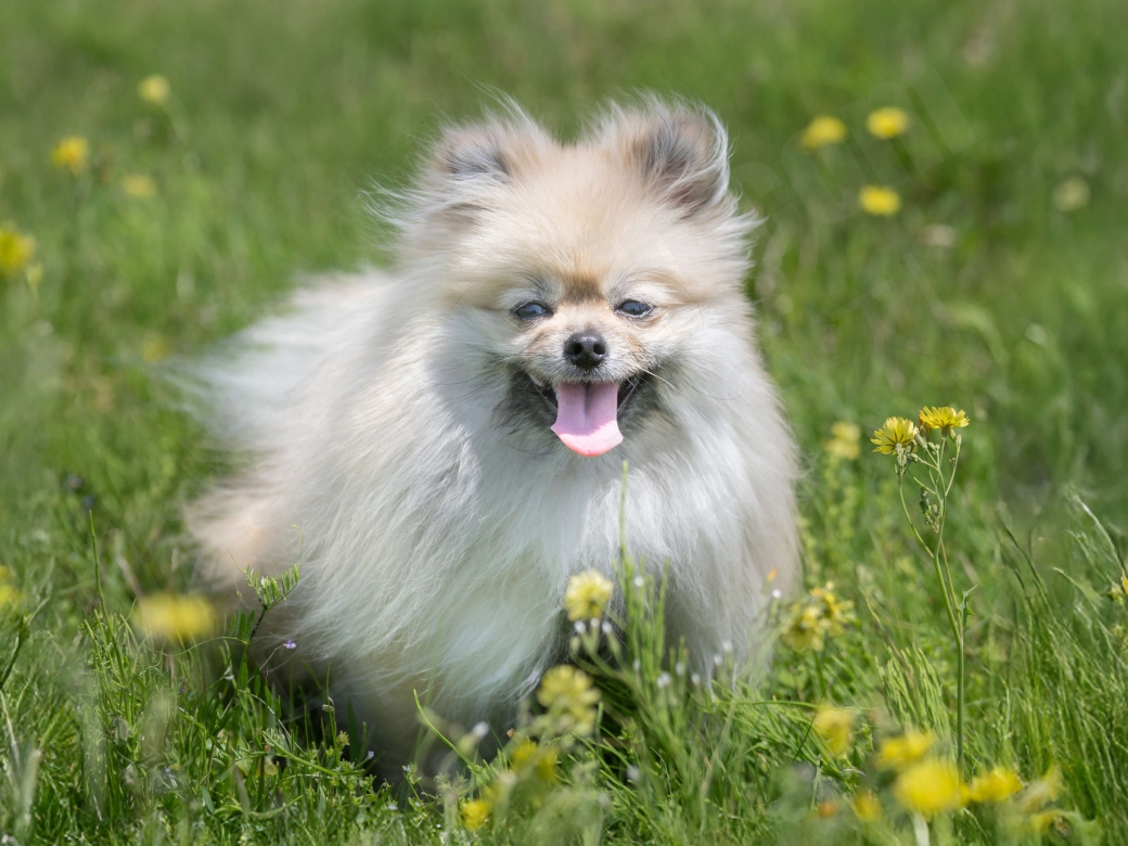 풀밭에서 노는 포메라니안
