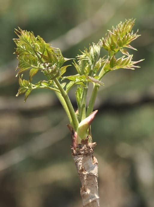 🥬 대표적인 봄나물 5가지와 그 효능