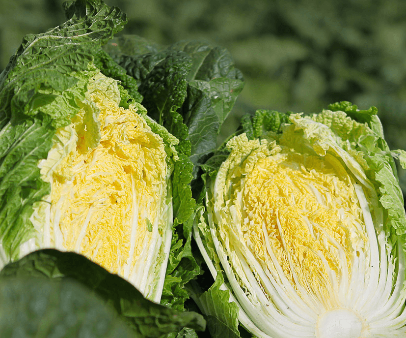 절임배추 추천 BEST 5