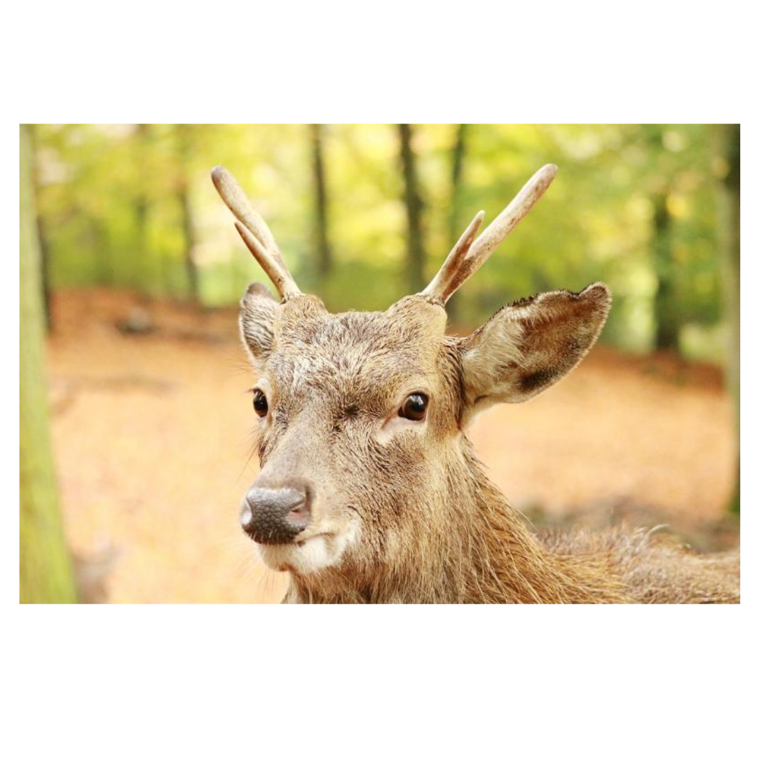 녹용과 관련된 사진입니다.