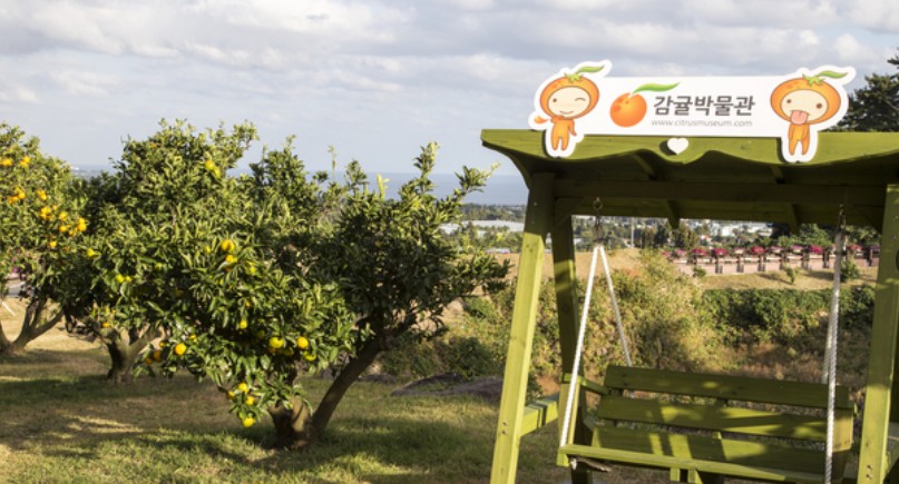 제주도여행 추천 서귀포시 여행코스 - 감귤박물관, 물영아리오름, 따라비오름, 어멍아방잔치마을, 혼인지