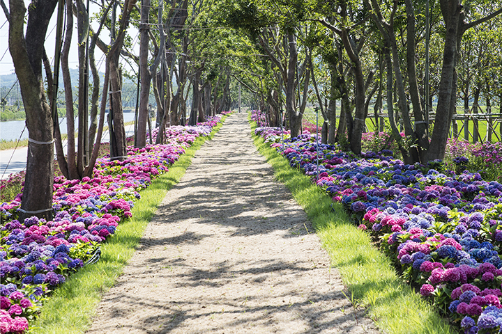 신안 도초도 수국축제