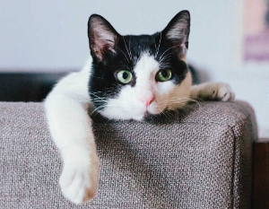 고양이