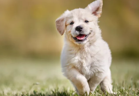 강아지사진/출처:어도비스톡