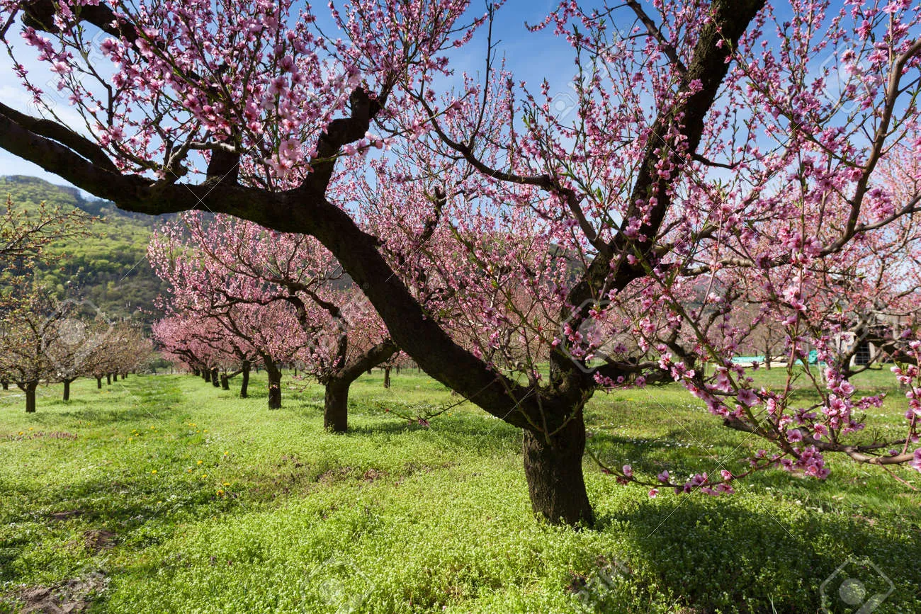 복숭아 나무 한살이 시기_8